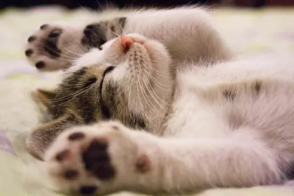 Bigger view of Kitten